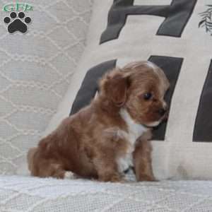 Sprinkle, Maltipoo Puppy